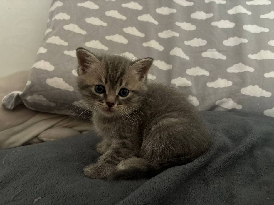 Британские котята