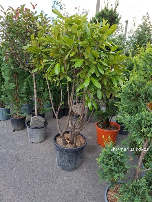 Vând plante ornamentale gazon rulou