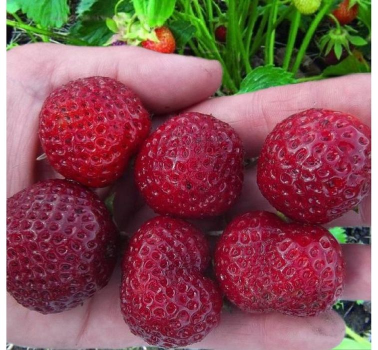 Саженцы клубники