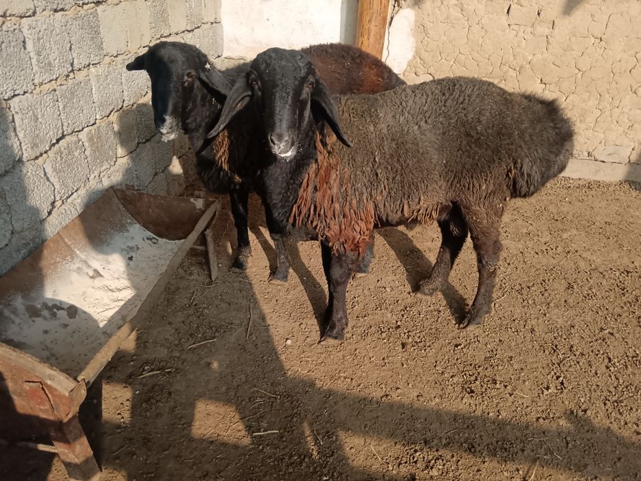 Қошқарлар бордақы семіз