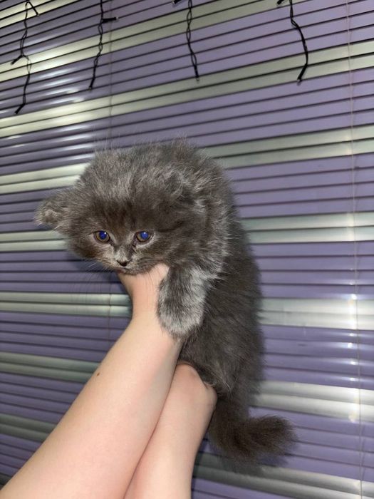 Котята шотландские