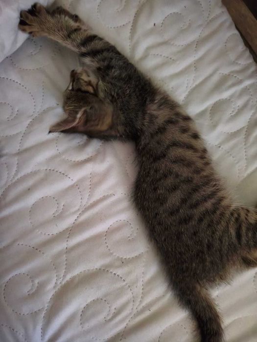 Котёнок кошечка 2,5 мес