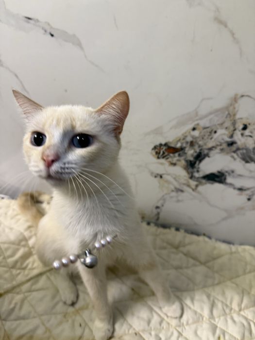 Кошка ЮКИ ищет семью.