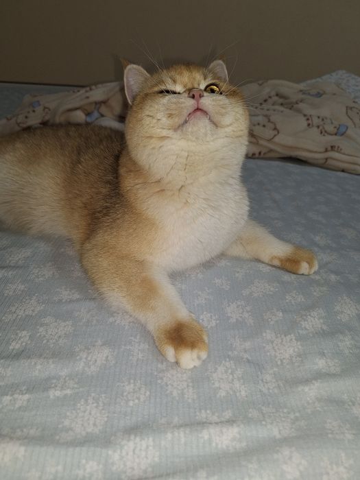 Vyazka Simba qizlani uchrashuvga taklif qiladi
