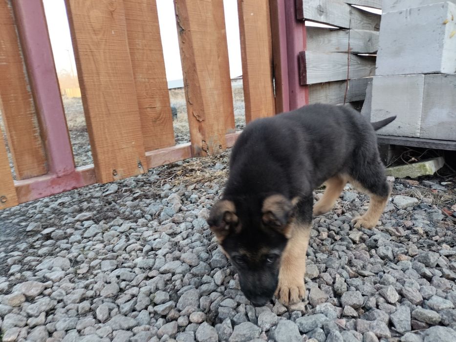 Щенки немецкой овчарки