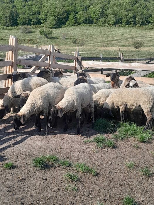 Vând oi  ( mieluțe )