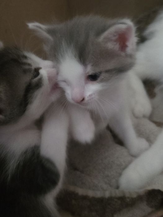 Отдам котят в добрые руки