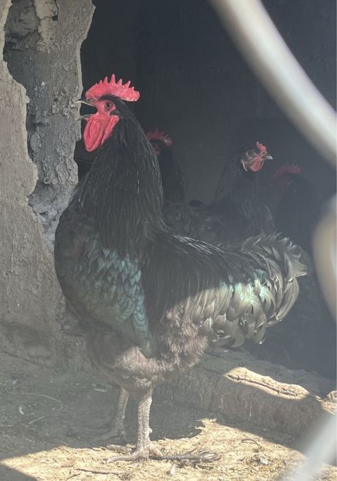 Черная курица , петух . Доставка