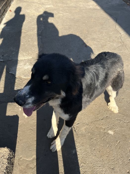 Собака Тигрдың күшігі Белаводтық Евразия чемпионы