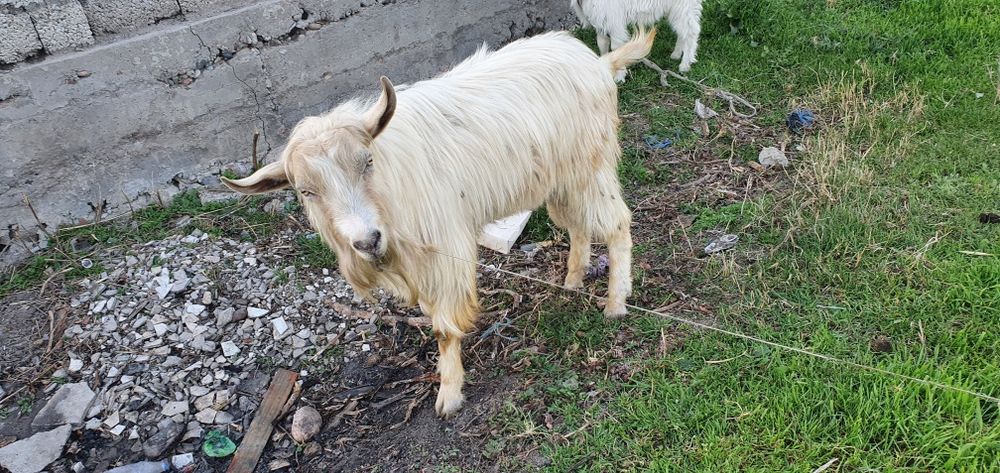 Toza zorli nasl uchun kotta taka