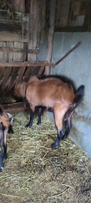 Vand sau schimb Țap alpin francez