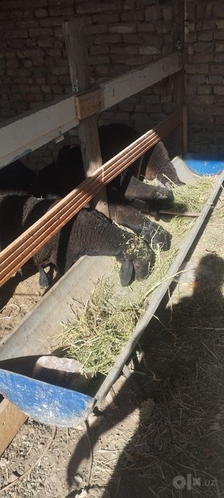 Казаки куйлар сотилади