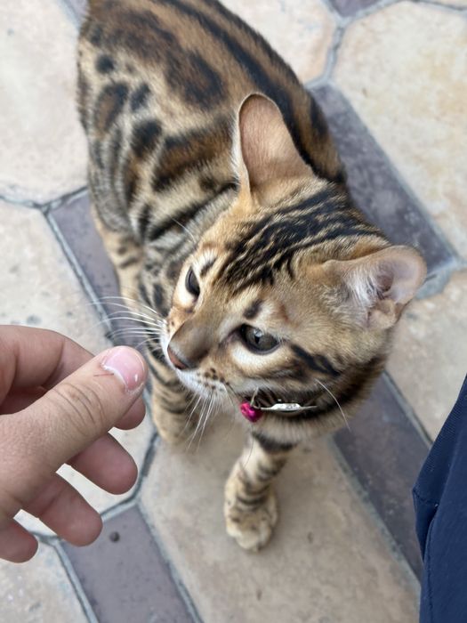 Срочно продается Бенгальская кошка