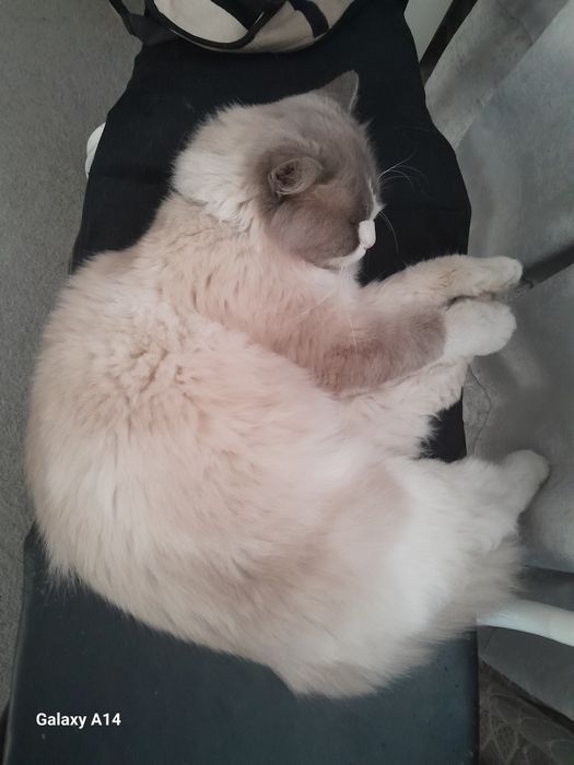 Продаётся  Регдолл кот!!!