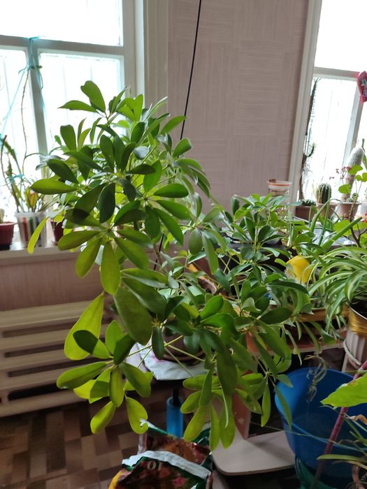 Продам фикус, алое и т.д.