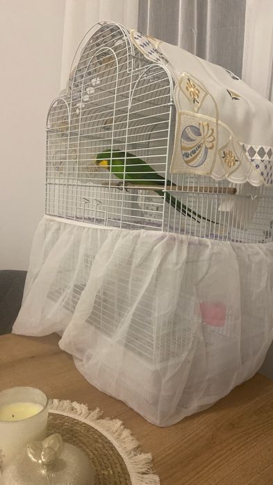 Продавам мъжки папагал Барабанди