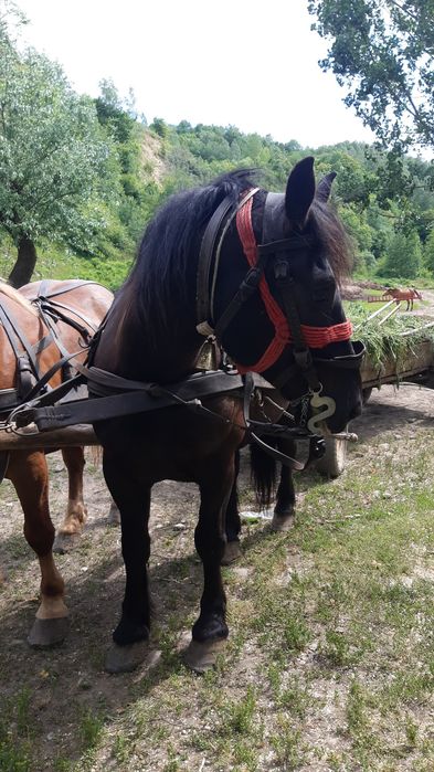 Cal de vanzare! Pentru mai multe detali sunati la numărul de telefon. 0762059728.........................