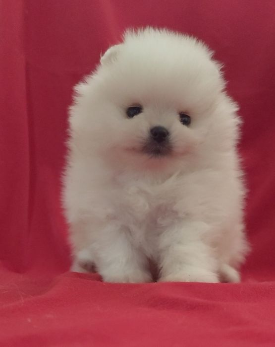 Шпицы разных окрасов