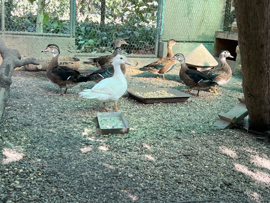 Vand rate mandarine si Caroline