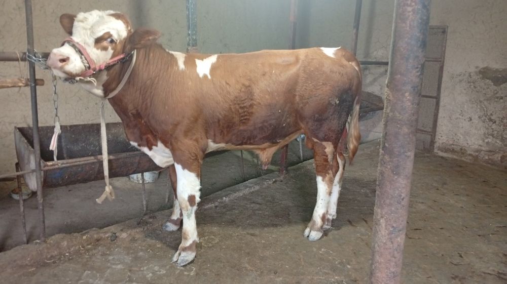 Simmental buqacha sotiladi