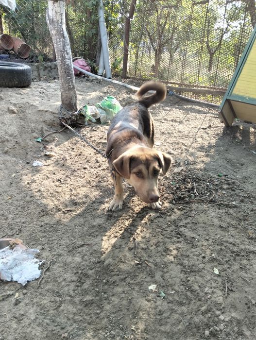 Catel, catei, caine, Mama Ciobanesc german - (livrare domicilu)