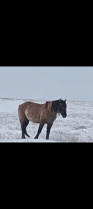 Айғыр сатылады МЗ.  2018 жылы тұылған.