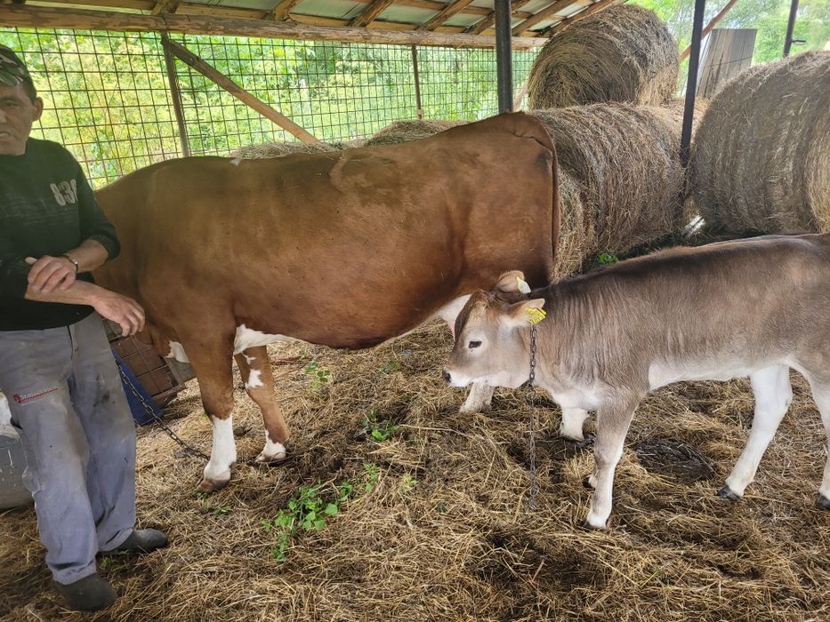 Vaca si vitea   .