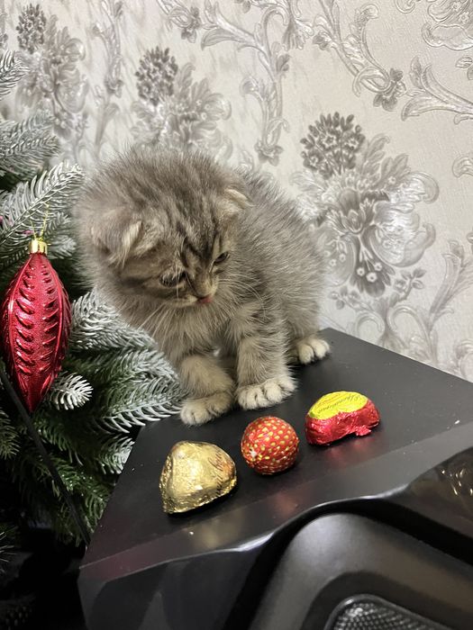 Mushukcha sotiladi erkak