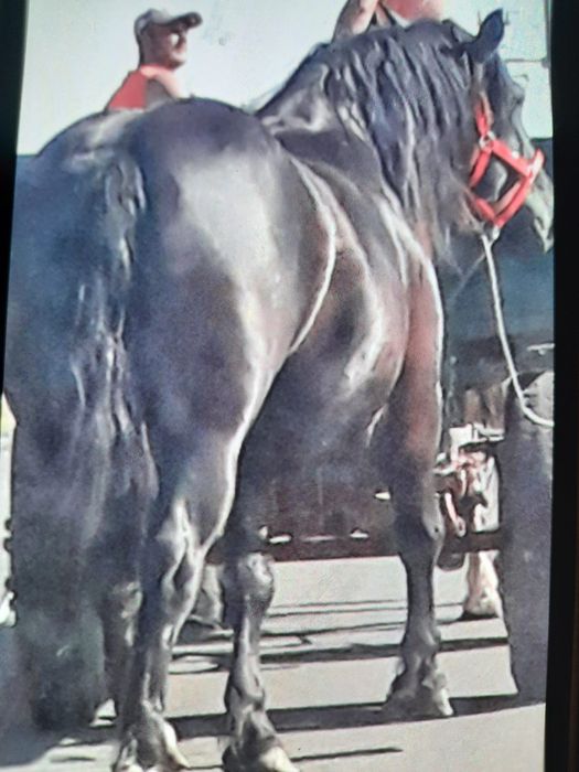 Doua manze de vanzare