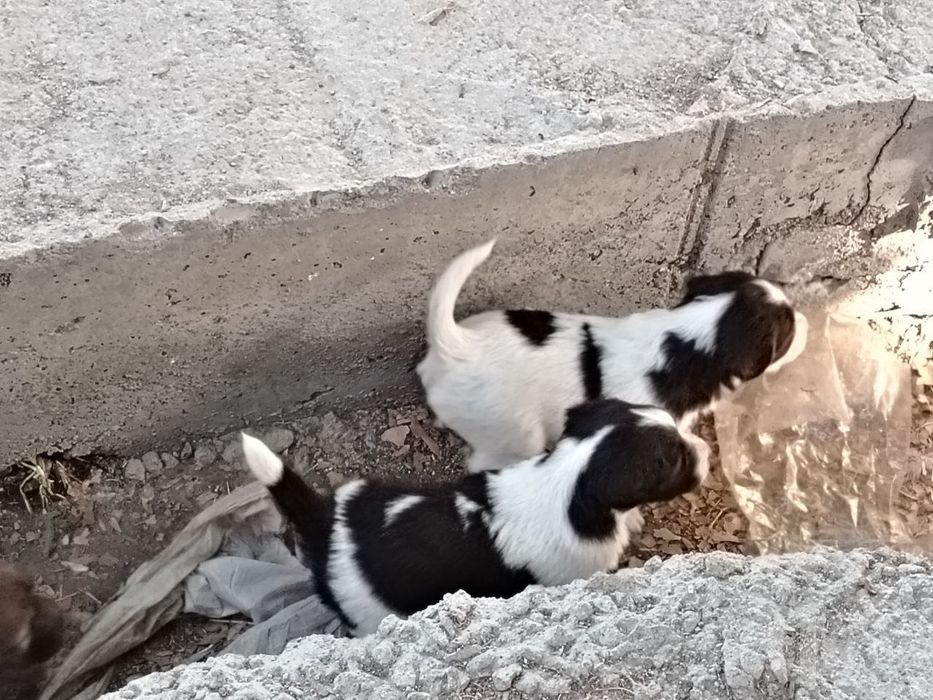 Отдам щенят в добрые руки!