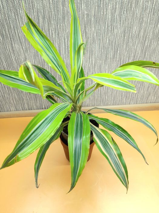 Продам Драцена Лемон Лайм