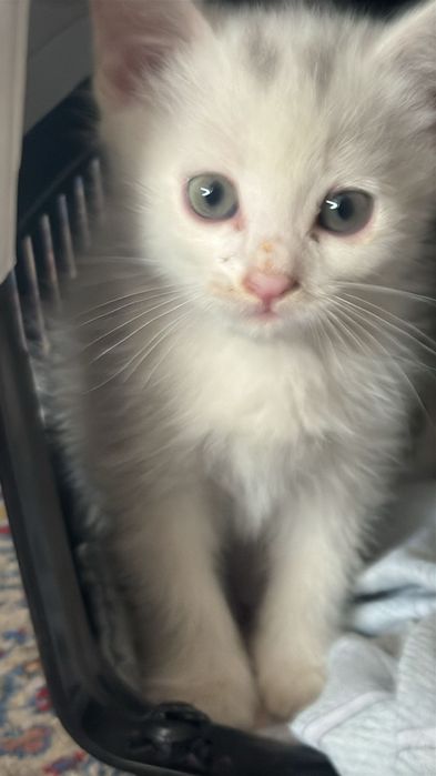 Продам котят добрым людям