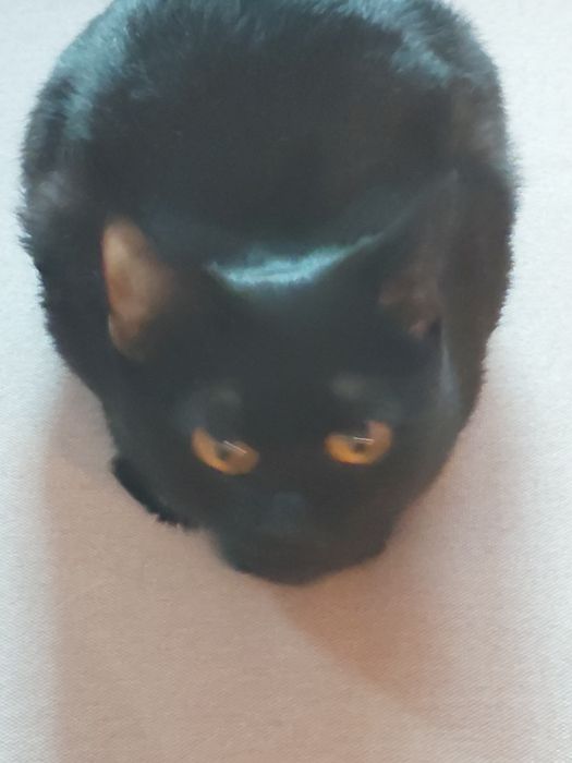 Отдам в добрые руки.