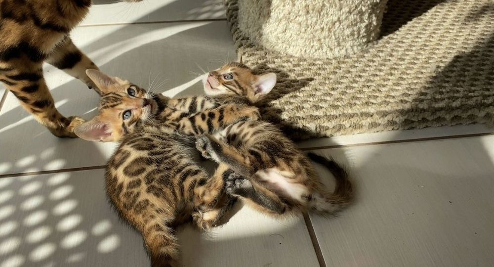 Бенгальские котята