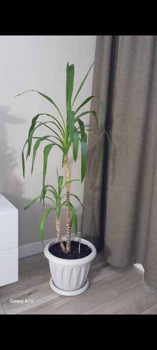 Продам живую пальму