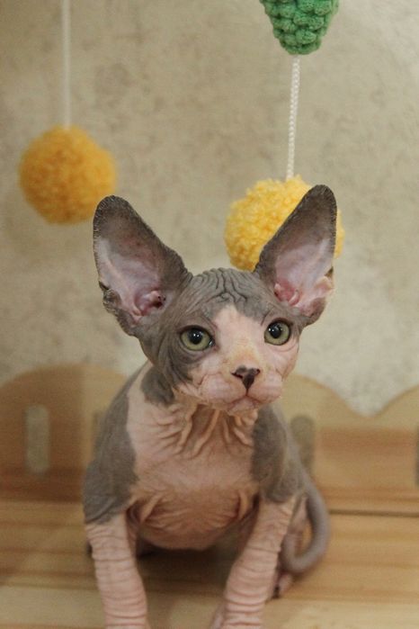 Канадские сфинксы. Котята