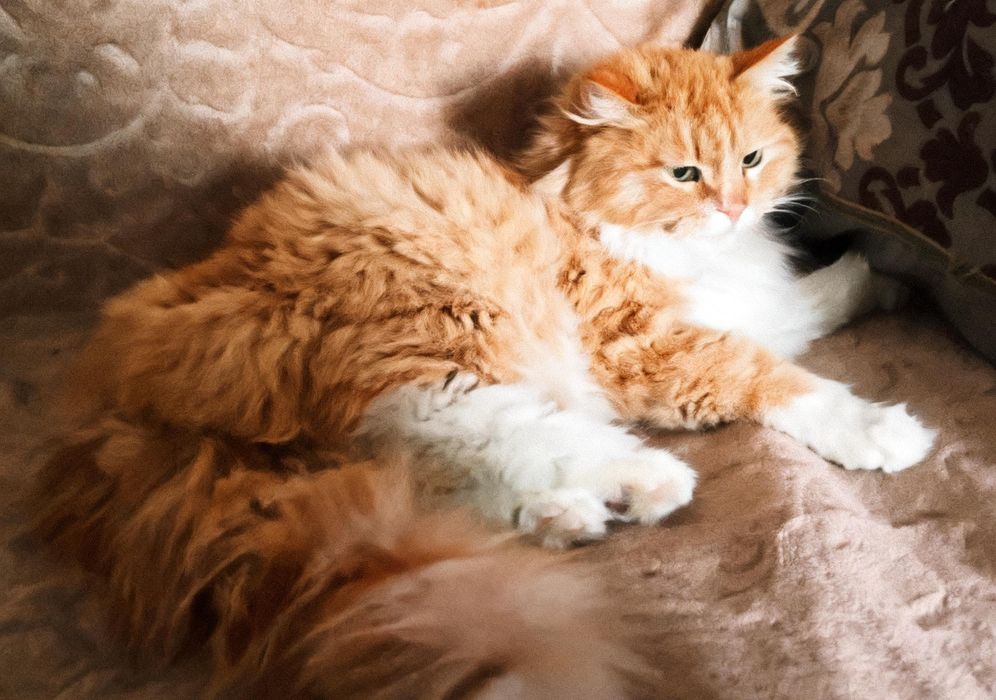 ПодРощенЫе КотЯта