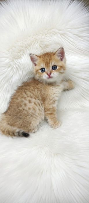 Британские девочки и мальчики шиншиллы