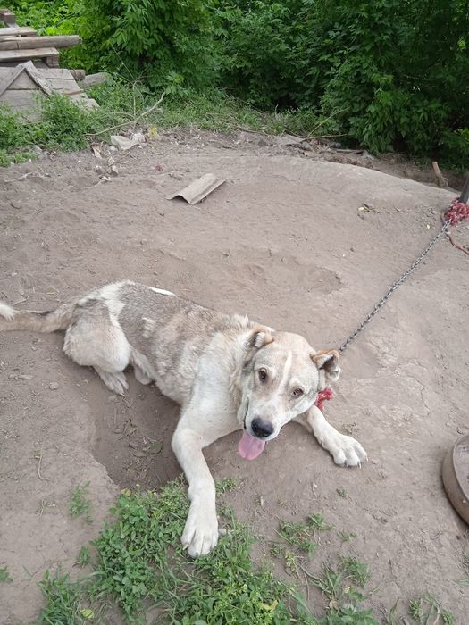 Собака бойцовая ,..