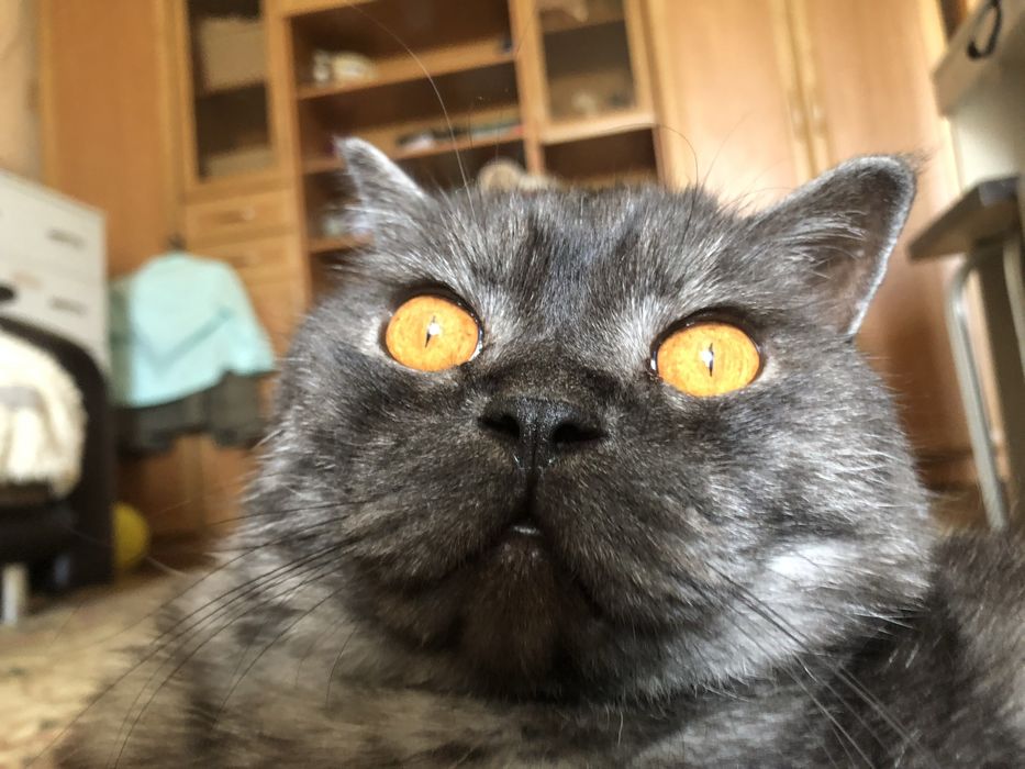потерялся любимый кот