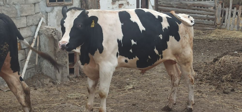 Продам бычков на племя