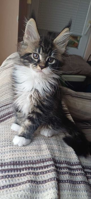 Чистокръвни мейн кун котета 2025