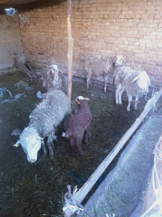 Продажа овец. Койлар сатылады