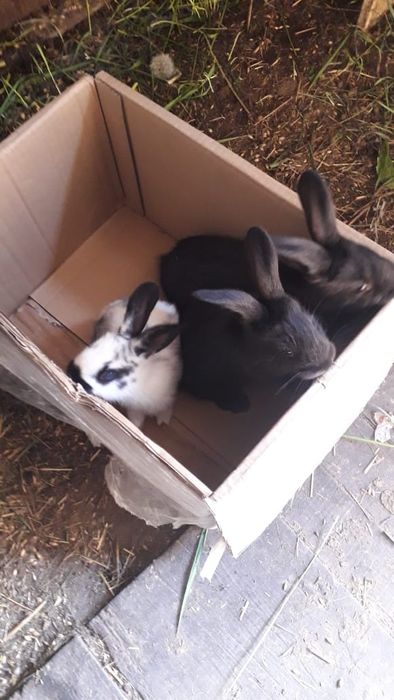 Продам кроликов.