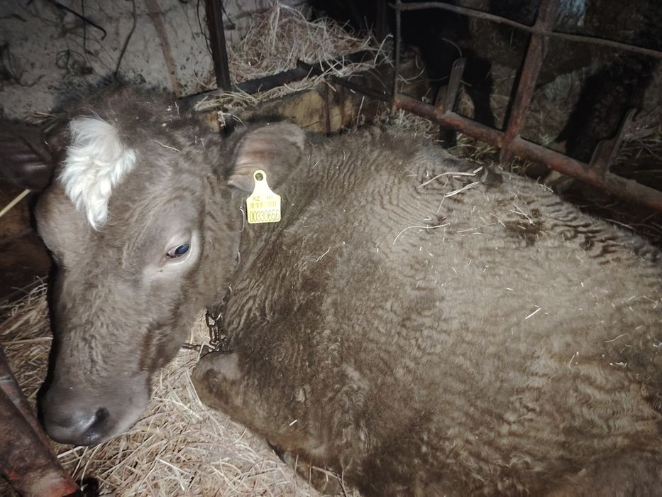 Продам 10 месячную телку