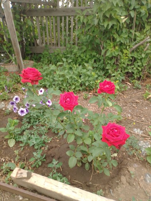 Продается дача "Жемчужина"