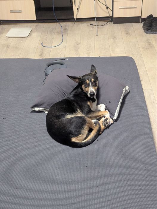 Дом и родители для Локи