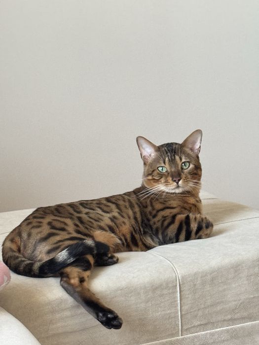 Вязка кота бенгала
