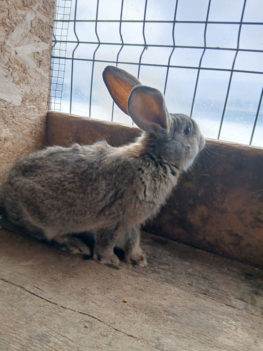 Vând iepurii  metis de uriaș german !