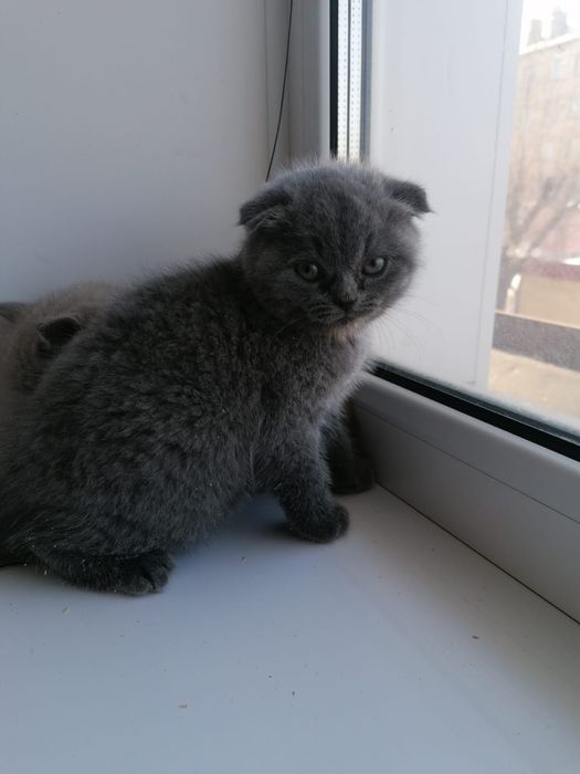 Британцы и .шотландцы